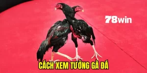 cách xem tướng gà đá 78win